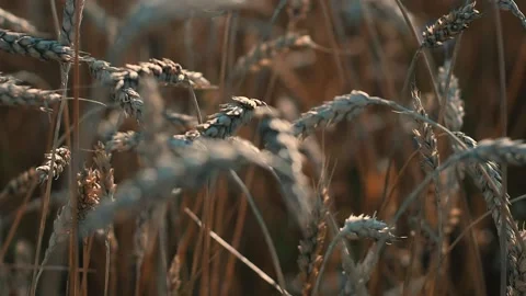 The sunset shines through the ears of wheat on the field. Close-up macro. Red Stock-Footage 151911000