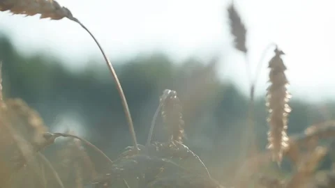 The sunset shines through the ears of wheat on the field. Close-up macro. Red Stock-Footage 151911040