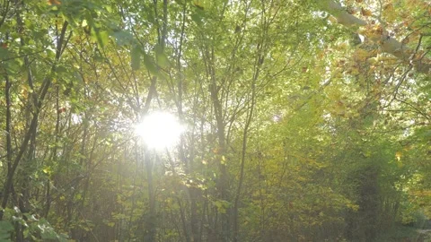 The sunset shines through the forrest Stock Footage 163768092