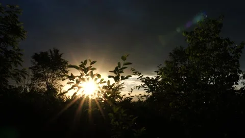 Sunset shining in a cloudy sky through branches and leaves in a wooded park HD Stock Footage 169128886