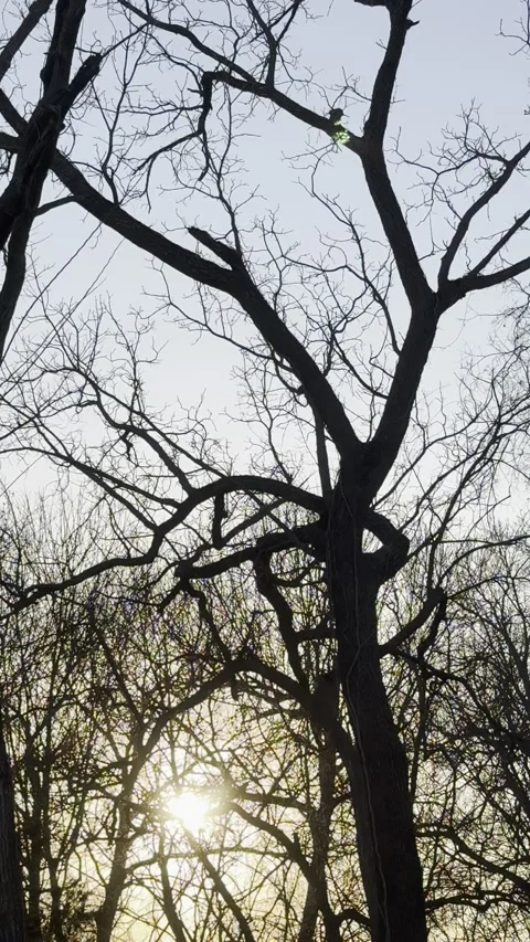 Sunset Shining Through Large Bare Tree Видео 344807562