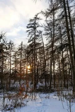 Sunset shining through tall pine trees in a winter forest Stock Photos