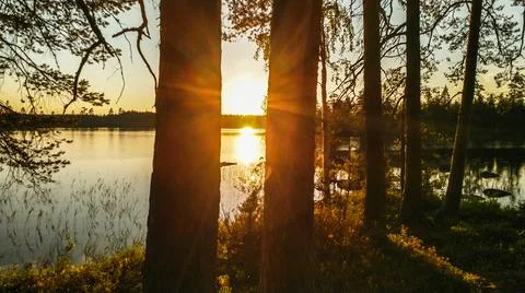 Sunset shining through tree trunks on a lakeside. Stock Photos