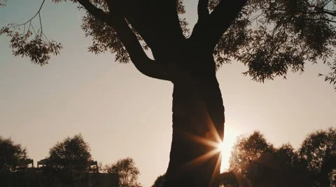 Sunset shining through the trees Video stock 53612307