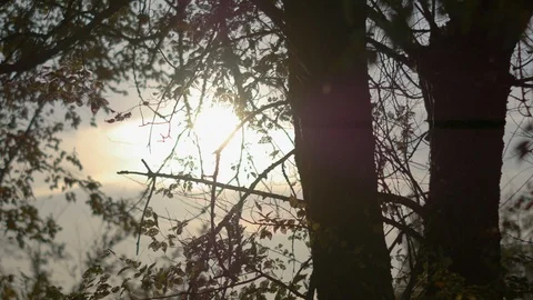 Sunset, shooting through the trees Stock Footage 118196612