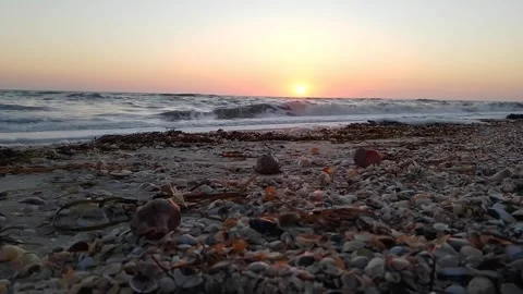 Sunset on the shore  with rapana shells Stock Footage 170351716