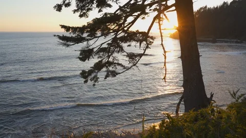 Sunset shot of the coastline and a pine tree at rialto beach Stock Footage 99886929