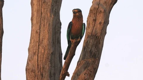 Sunset shot of an indian roller perched on a tree at tadoba, india- 4K 60p Stock Footage 114742130