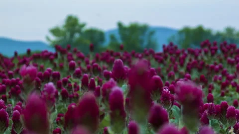 Sunset shot over crimson clover field into the Sun Stock Footage 140057901
