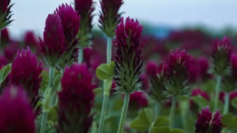 Sunset shot over crimson clover field into the Sun Stock Footage 140057952