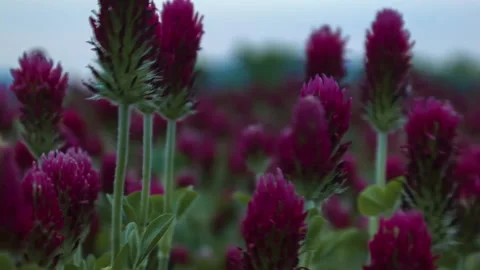 Sunset shot over crimson clover field into the Sun Stock Footage 140058045