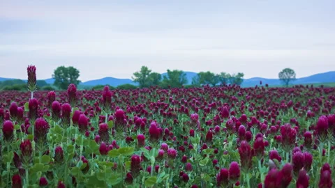 Sunset shot over crimson clover field into the Sun Stock Footage 140058093
