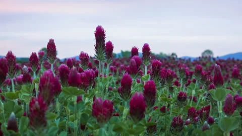 Sunset shot over crimson clover field into the Sun Stock Footage 140058176