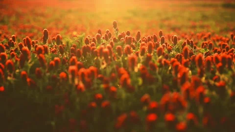 Sunset shot over crimson clover field into the Sun Stock Footage 140058196
