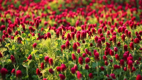 Sunset shot over crimson clover field into the Sun Stock Footage 140058201