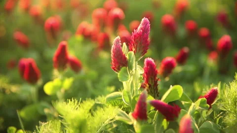 Sunset shot over crimson clover field into the Sun Stock Footage 140058257