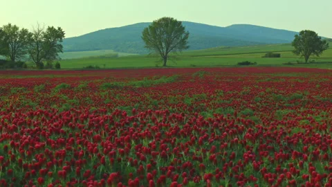 Sunset shot over crimson clover field into the Sun Stock Footage 140058322