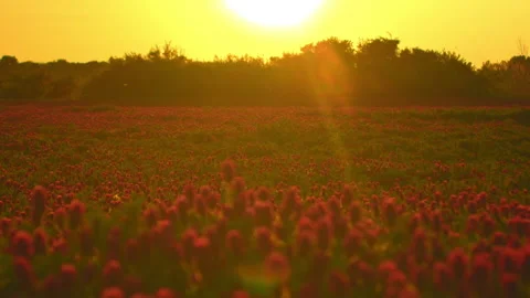 Sunset shot over crimson clover field into the Sun Stock Footage 140058460