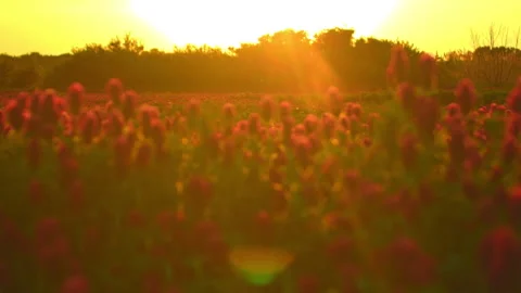 Sunset shot over crimson clover field into the Sun Stock Footage 140058466