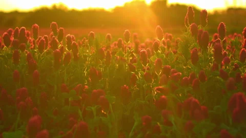 Sunset shot over crimson clover field into the Sun Stock Footage 140058482