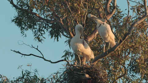 Sunset shot of a pair of yellow-billed spoonbill nesting in a tree Stock Footage 242487372