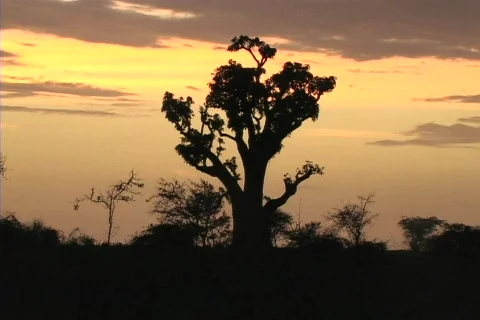 Sunset shots in senegal 3 Stock Footage 86464