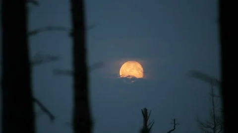 Sunset in the Siberian taiga Stock Footage 52531061