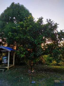 Sunset silhouette between trees on mining office yard in kalimantan-indonesia Stock Photos