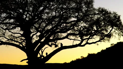 Sunset silhouette of big wild fig tree with clambering baboon troop Stock Footage 322733249