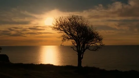 Sunset Silhouette with Coastal Tree. Stock Footage 306285913