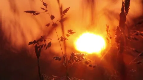 Sunset with silhouette grass Vídeo Stock 72561175