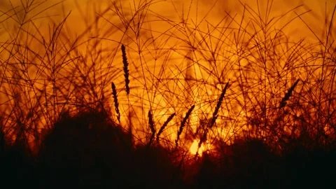 Sunset Silhouette of Grass with Orange Sky in 4K Nature Scene Stock Footage 315714508