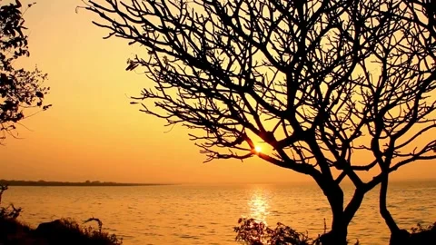 Sunset Silhouette of Leafless Tree by Calm Water Stock Footage 310419096