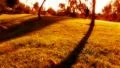 Sunset Silhouette Man walking dog Footage