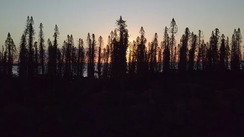 Sunset silhouette of New Caledonia pine trees. Parallax aerial slide Stock Footage 129347897