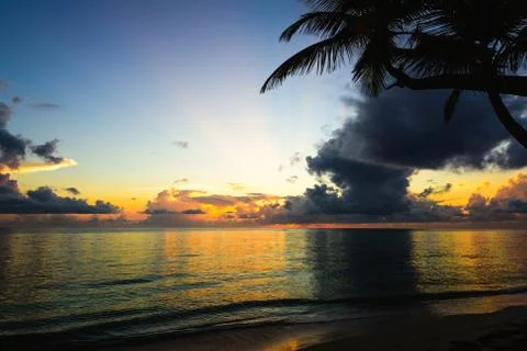 Sunset silhouette of palm trees Фото