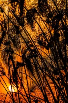 Sunset with silhouette of papirus Stock Photos