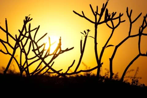 Sunset silhouette Foto stock