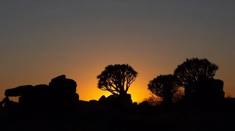 Sunset silhouette of quiver trees against the dark yellow sky in the bushveld Stock Photos