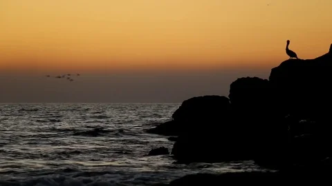 Sunset with silhouette of seabirds Video stock 83131929
