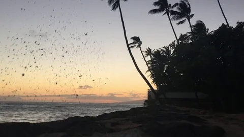 Sunset Silhouette with Splashing Waves and Palm Trees Stock Footage 78887459
