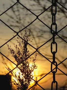 Sunset Silhouette Through Chain Link Fence with Wild Grass Foto stock