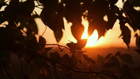 Sunset Silhouette Through Leaves. Stock Footage 306648794