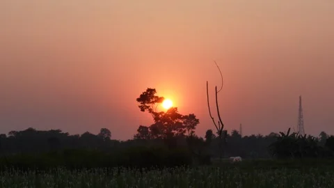 Sunset Silhouette with Tree and Tower Stock Footage 326160298