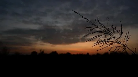 Sunset Silhouette with Tree Branch 库存照片