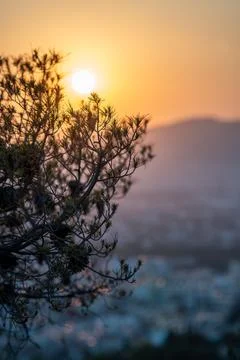 Sunset Silhouette of Tree Overlooking Cityscape Stock Photos