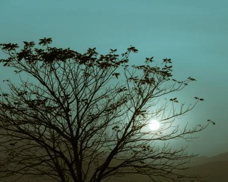 Sunset with silhouette tree Stock Photos