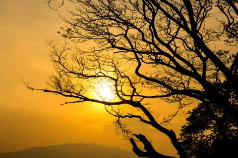 Sunset silhouette with tree. Stock Photos