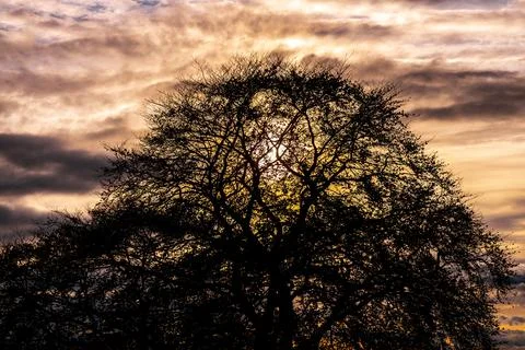 Sunset Silhouette Tree Stock Photos