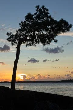 Sunset with a silhouette of a tree. Foto stock